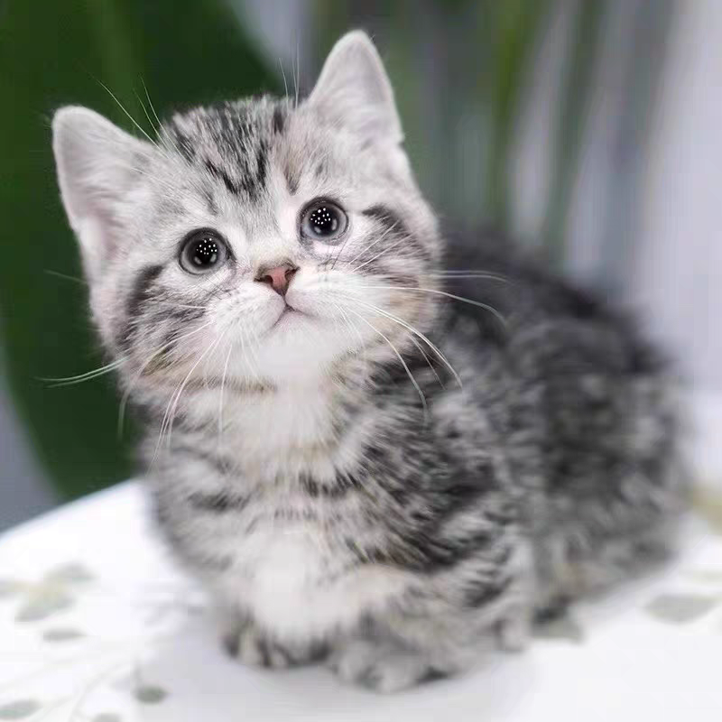 猫舍直销批发价格出售曼基康矮脚猫